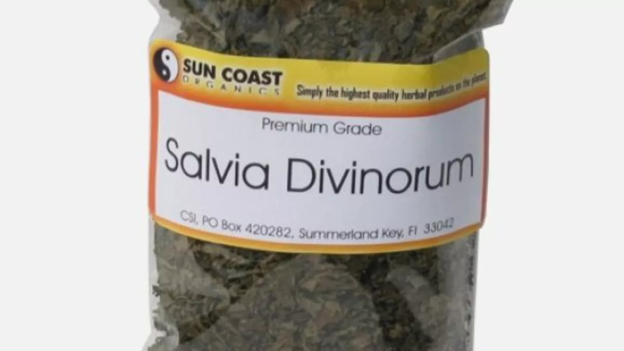 Den väsentliga guiden till Salvia Divinorum: Allt du behöver veta om detta kraftfulla kosttillskott